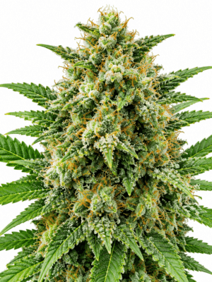 Trikoma Seeds nicole og kush Samen Trikoma Seeds nicole og kush Samen