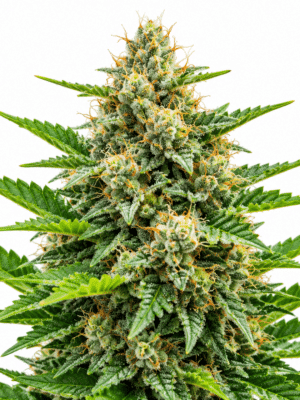 Trikoma Seeds critical plus fast version Samen Trikoma Seeds critical plus fast version Samen