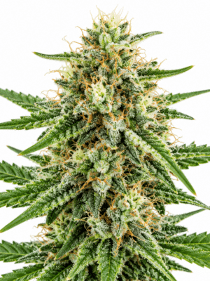 Trikoma Seeds wendy Samen Trikoma Seeds wendy Samen