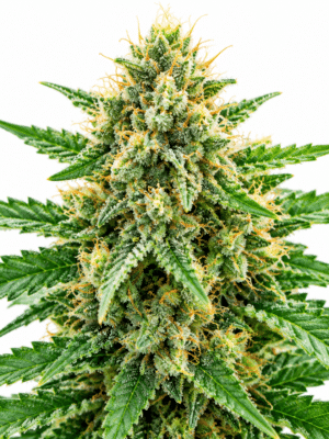 Trikoma Seeds sweet madness Samen Trikoma Seeds sweet madness Samen