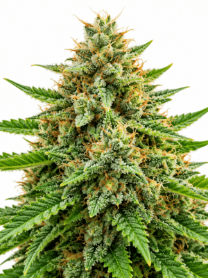 Trikoma Seeds total cheese Samen Trikoma Seeds total cheese Samen