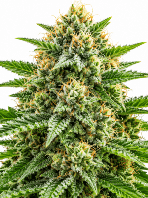 Trikoma Seeds satans bride Samen Trikoma Seeds satans bride Samen