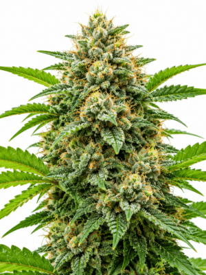 Trikoma Seeds gelato Samen Trikoma Seeds gelato Samen