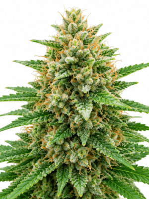 Trikoma Seeds blueberry Samen Trikoma Seeds blueberry Samen