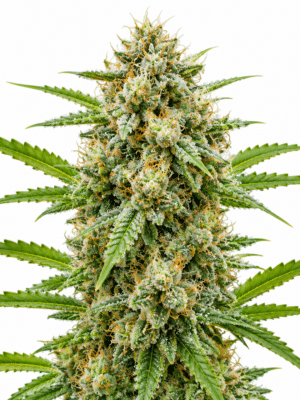 Trikoma Seeds jack herer Samen Trikoma Seeds jack herer Samen