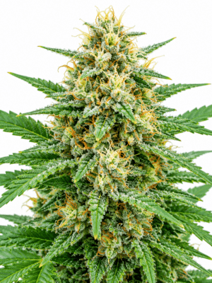 Trikoma Seeds wendy auto Samen Trikoma Seeds wendy auto Samen