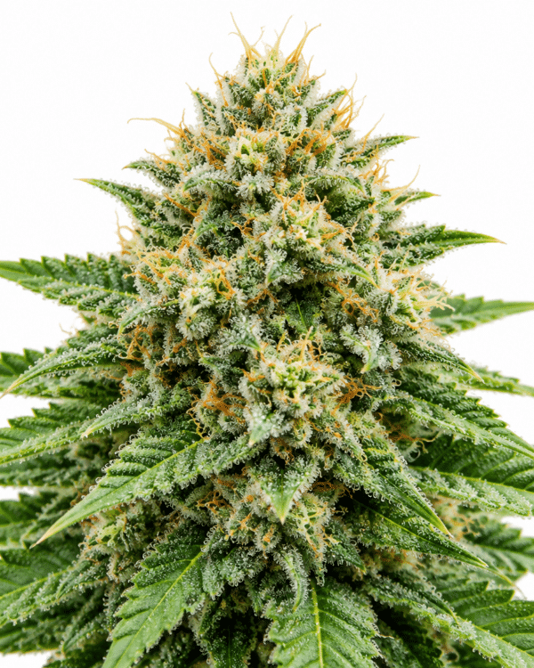 Trikoma Seeds northern lights auto Samen