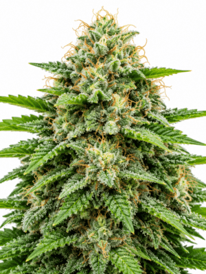 Trikoma Seeds critical plus auto Samen Trikoma Seeds critical plus auto Samen