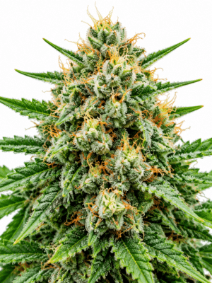 Trikoma Seeds total cheese auto Samen Trikoma Seeds total cheese auto Samen