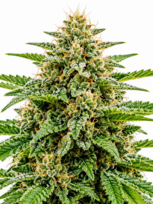 Trikoma Seeds al tiro auto Samen Trikoma Seeds al tiro auto Samen