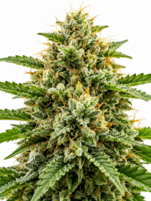 Trikoma Seeds blueberry auto Samen Trikoma Seeds blueberry auto Samen