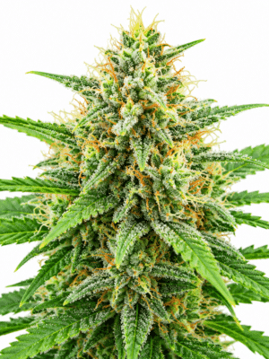 Trikoma Seeds ak 74 auto Samen Trikoma Seeds ak 74 auto Samen
