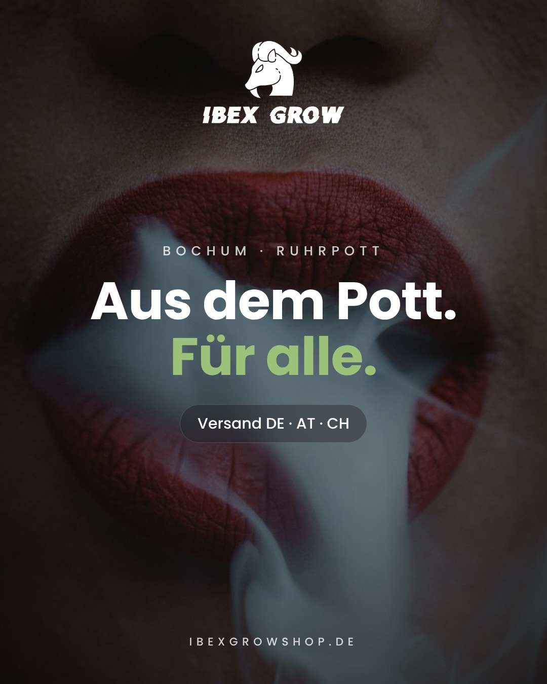 Kiepenkerl zuckermais Tatonka – Ibex Grow