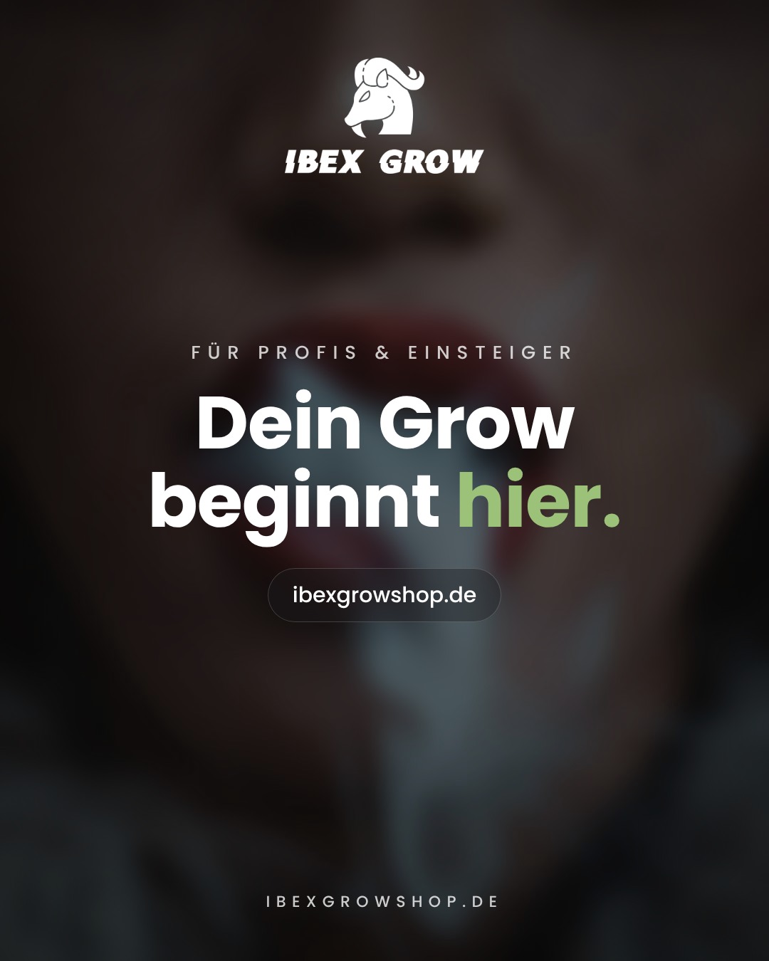Grow Forum für Einsteiger – Tipps im Ibex Grow Growforum