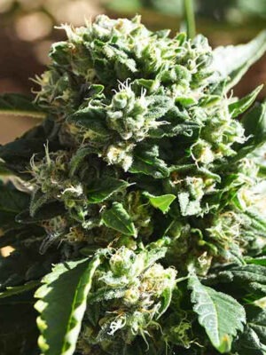 Delicious Seeds Il Diavolo Auto 10 Stk feminisiert