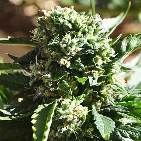 Delicious Seeds Il Diavolo Auto 10 Stk feminisiert