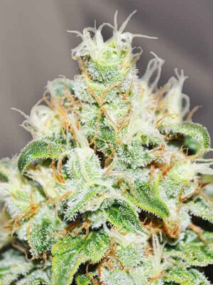 Delicious Seeds Jägg Kush 10 Stk feminisiert
