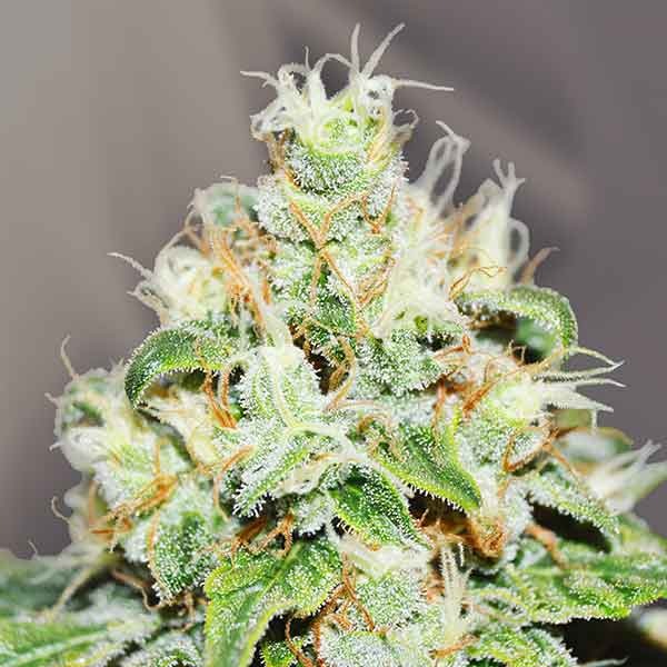 Delicious Seeds Jägg Kush 10 Stk feminisiert