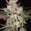 Ace Seeds kali china feminized seeds Samen – Bild 4