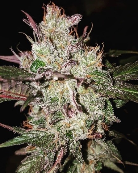 Ace Seeds kali china feminized seeds Samen – Bild 4