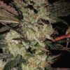Ace Seeds kali china feminized seeds Samen – Bild 5