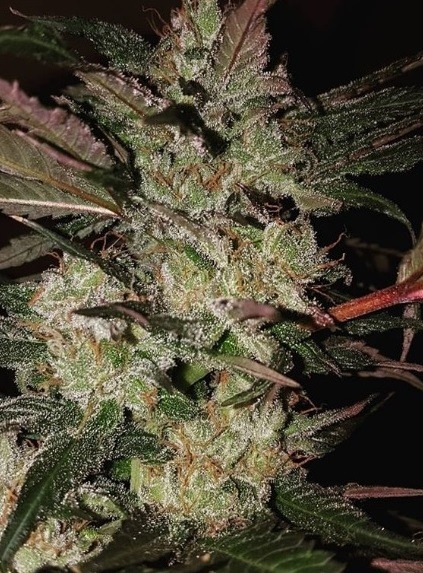 Ace Seeds kali china feminized seeds Samen – Bild 5