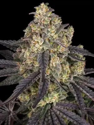 Barneys Farm Kush Mintz