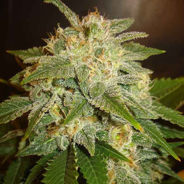 Delicious Seeds la bella afrodita Samen