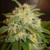 Delicious Seeds La Bella Afrodita Auto 10 Stk feminisiert