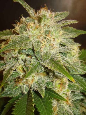 Delicious Seeds La Bella Afrodita Auto 10 Stk feminisiert