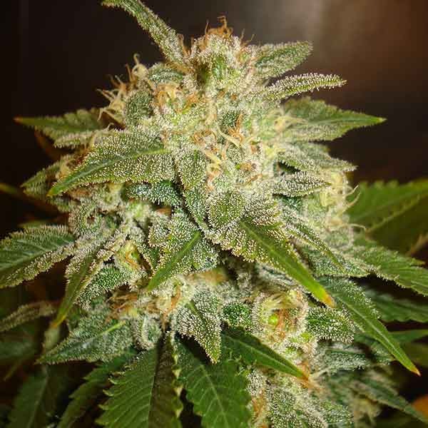 Delicious Seeds La Bella Afrodita Auto 5 Stk feminisiert Delicious Seeds La Bella Afrodita Auto 10 Stk feminisiert