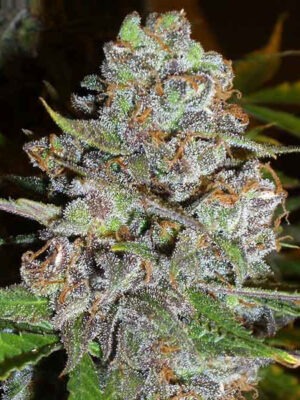 Delicious Seeds La Diva Auto 10 Stk feminisiert