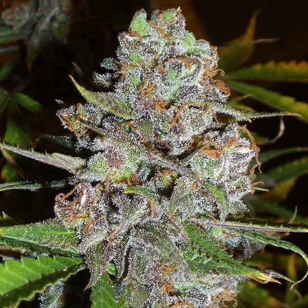 Delicious Seeds La Diva Auto 10 Stk feminisiert
