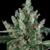 Barneys Farm Laughing Buddha 10 Stk feminisiert