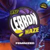 BSF Seeds lebron haze Samen – Bild 2
