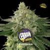 BSF Seeds lebron haze Samen