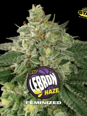 BSF Seeds lebron haze Samen BSF Seeds lebron haze Samen