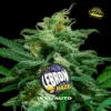 BSF Seeds lebron haze xxl auto Samen