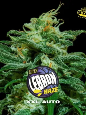 BSF Seeds lebron haze xxl auto Samen BSF Seeds lebron haze xxl auto Samen