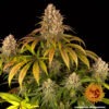 Barney's Farm lemon tree Samen – Bild 2