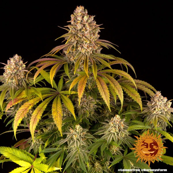 Barney's Farm lemon tree Samen – Bild 2