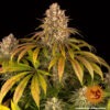 Barney's Farm lemon tree Samen – Bild 3