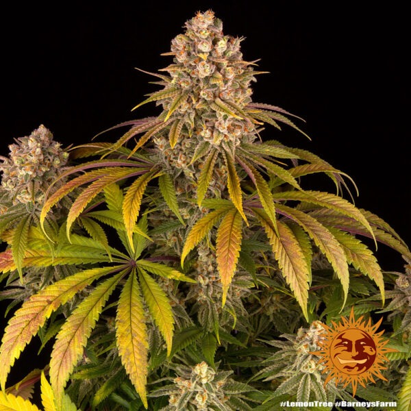 Barney's Farm lemon tree Samen – Bild 3