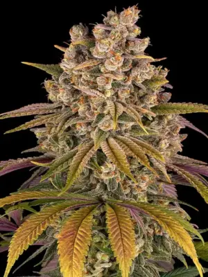 Barney's Farm lemon tree Samen