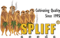 Spliff Seeds Logo