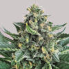Delicious Seeds lord kush Samen