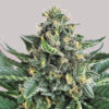 Delicious Seeds Lord Kush 10 Stk feminisiert