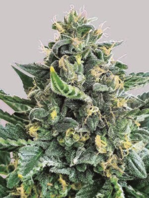 Delicious Seeds Lord Kush 10 Stk feminisiert