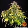 Barney's Farm lsd auto Samen – Bild 2