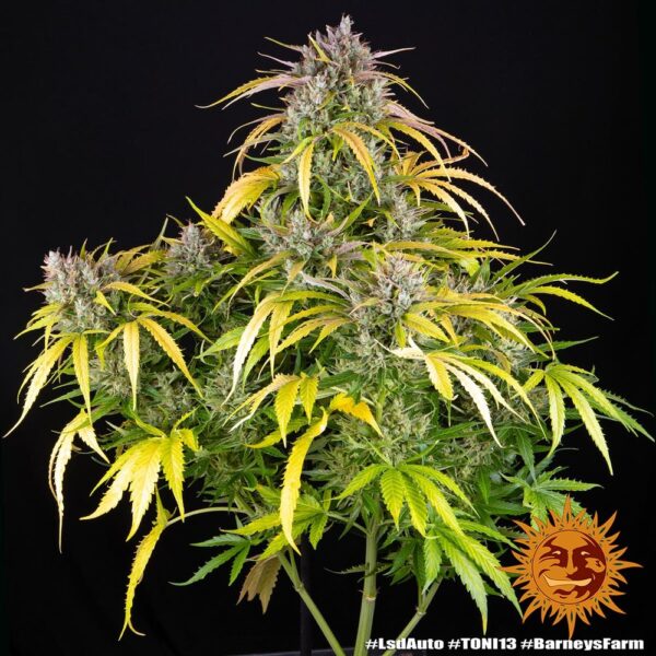 Barney's Farm lsd auto Samen – Bild 2